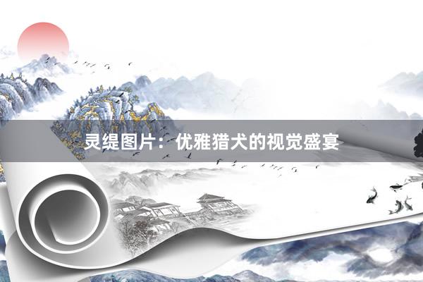 灵缇图片：优雅猎犬的视觉盛宴